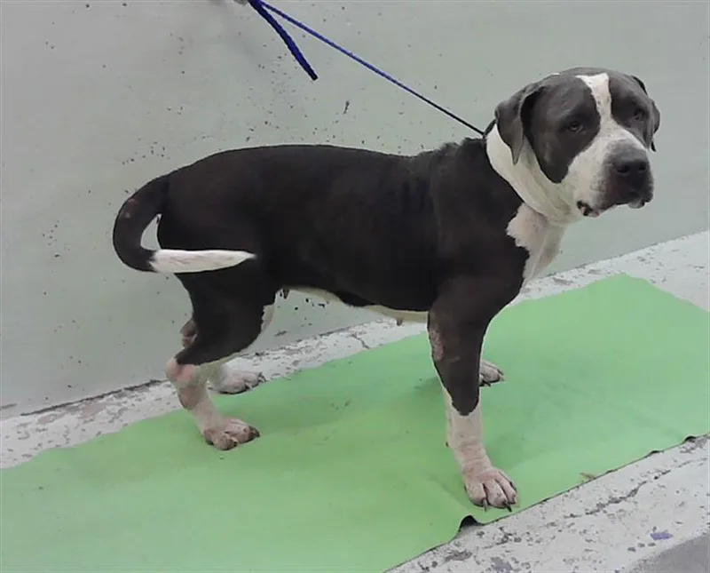 An adult large-sized female Staffordshire Bull Terrier dog named Blossom for adoption in Houston, TX