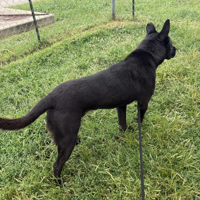 An adult medium-sized male Shepherd dog named River PP for adoption in St Joseph, MO