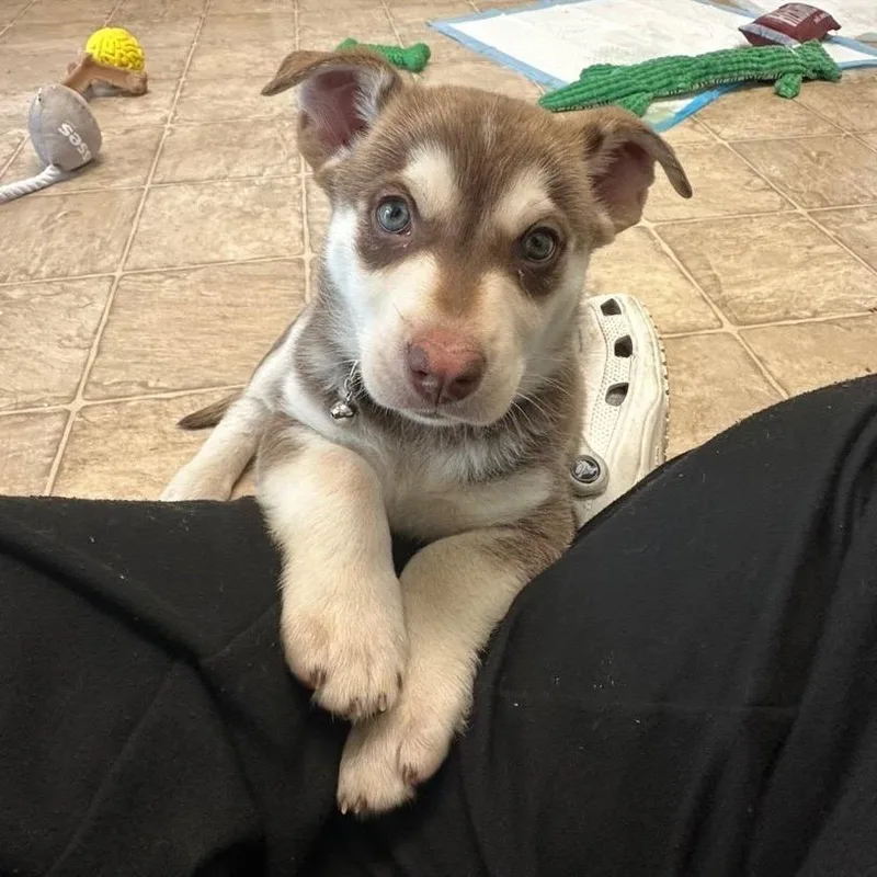 A baby medium-sized male Brown / Chocolate Siberian Husky dog named Wasabi for adoption in Tacoma, WA