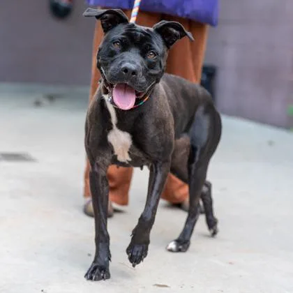 An adult large-sized female Mixed Breed dog named Sorenna for adoption in Chamblee, GA