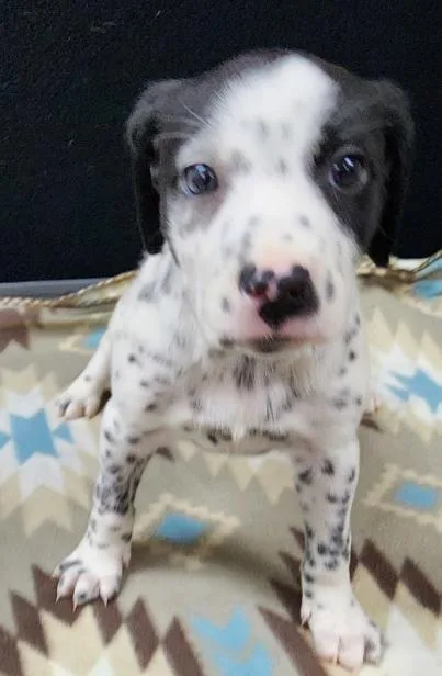 A baby medium-sized female Black Dalmatian dog named Lucky for adoption in Neillsville, WI