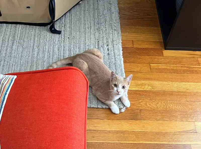 A baby small-sized female Orange & White American Shorthair cat named Brie for adoption in Bronx, NY