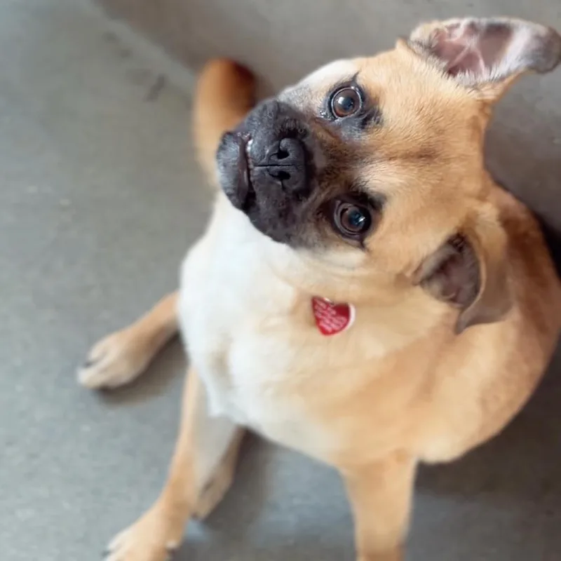 Otis