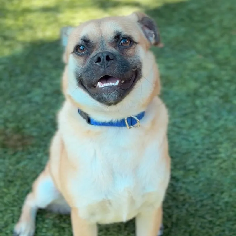 Otis thumbnail 4