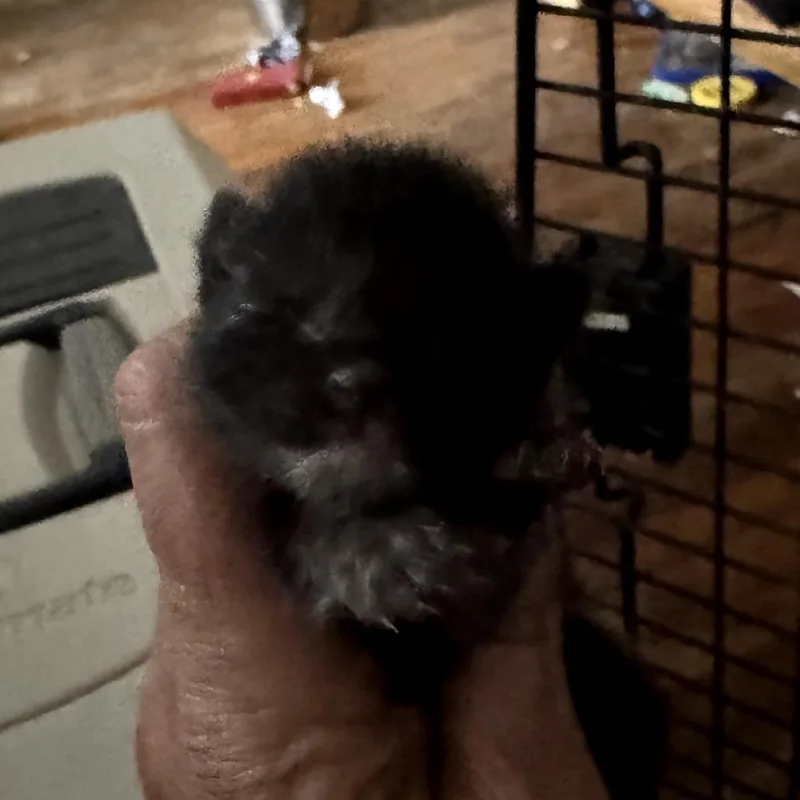 A baby small-sized male Black Domestic Medium Hair cat named Candy Licorice for adoption in West Plains, MO