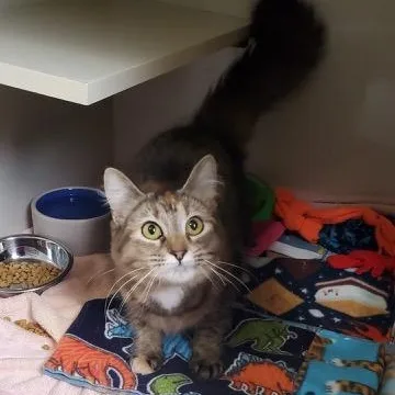 Paisley
