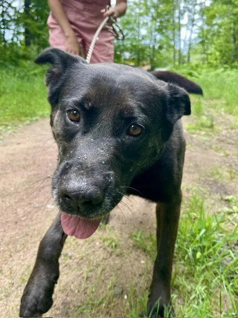 An adult large-sized female Labrador Retriever dog named Ginny for adoption in Webster, WI