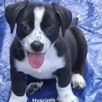 Hyacinth