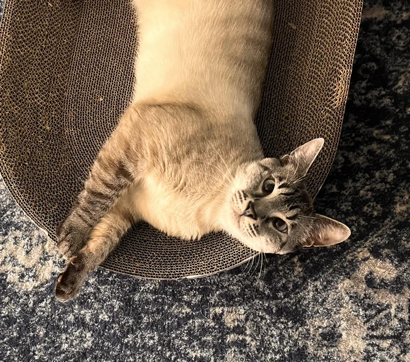 Sesame