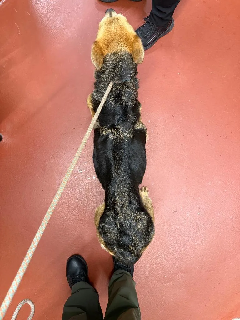 An adult medium-sized female Mixed Breed dog named Tsunade for adoption in Douglasville, GA