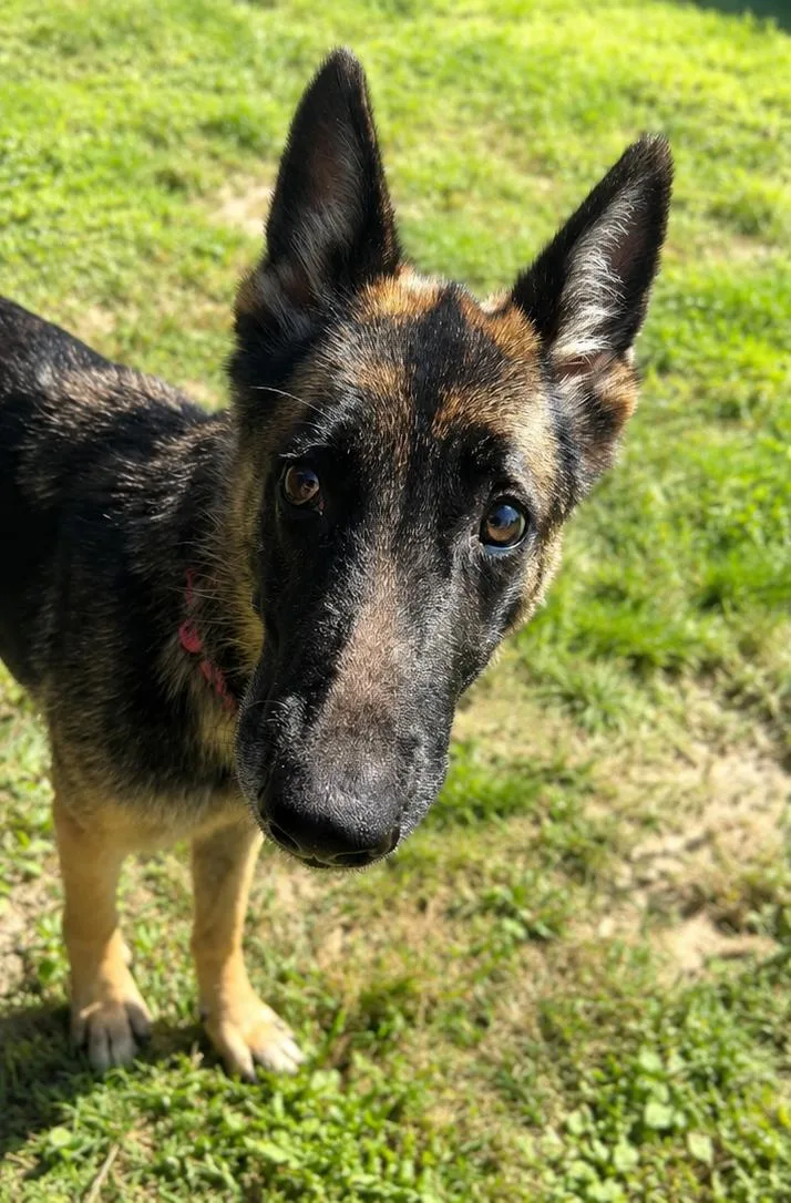 A senior medium-sized female Black German Shepherd Dog dog named Dorothy for adoption in Cibolo, TX