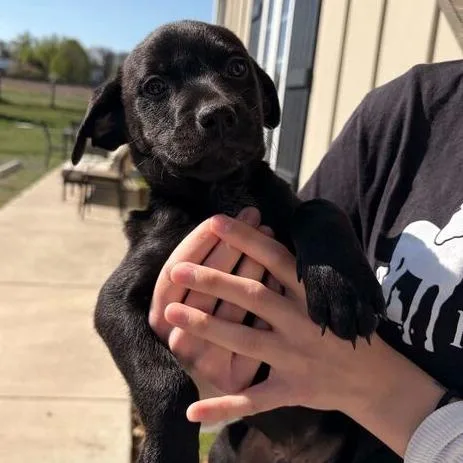 A baby small-sized male Black Mixed Breed dog named Jeanluc for adoption in Marshall, VA