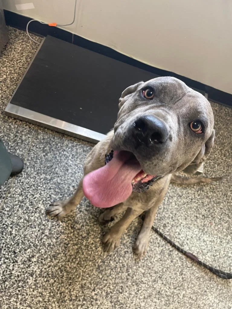 A young large-sized female Mixed Breed dog named Tootie for adoption in Columbia, TN