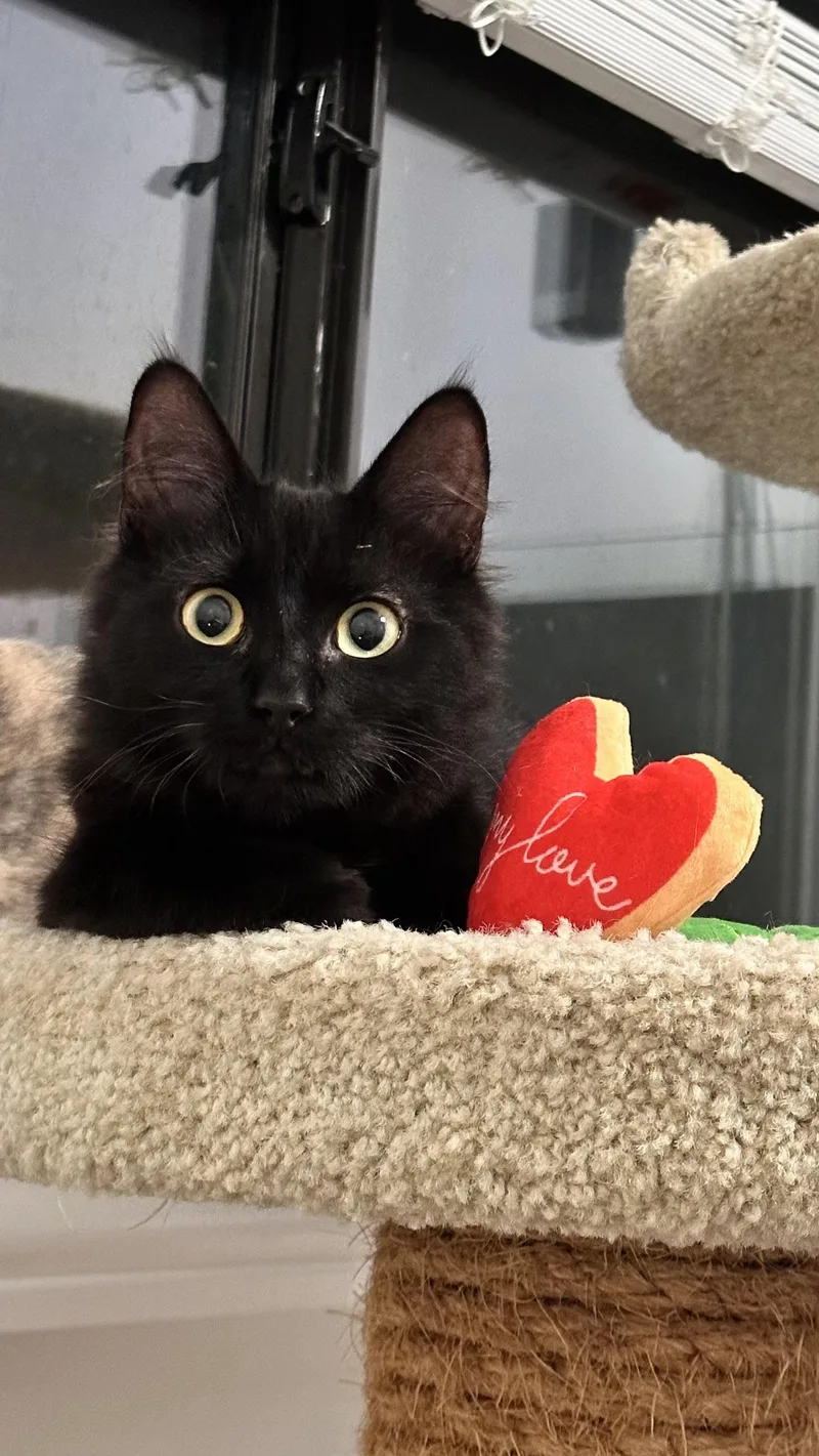 Moose aka Fang