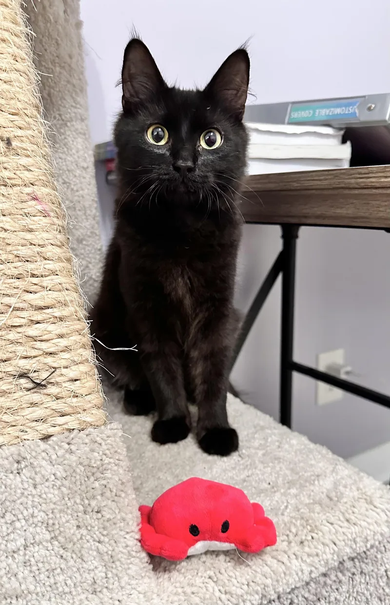 Moose aka Fang thumbnail 2