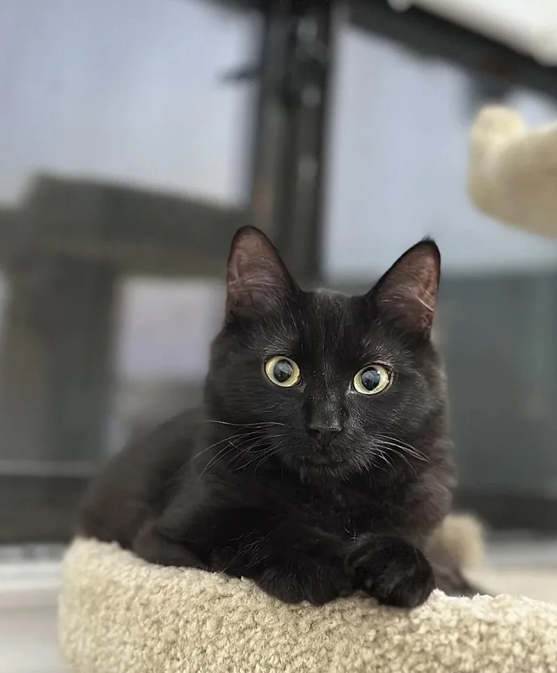 Moose aka Fang thumbnail 3
