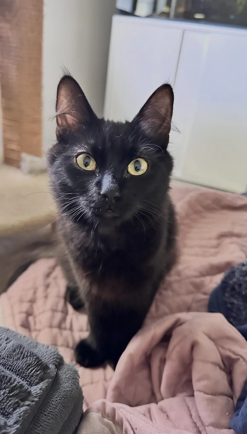 Moose aka Fang thumbnail 4