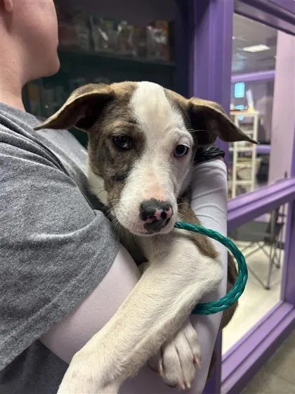 A baby small-sized female White / Cream Catahoula Leopard Dog dog named 61382428 for adoption in El Paso, TX