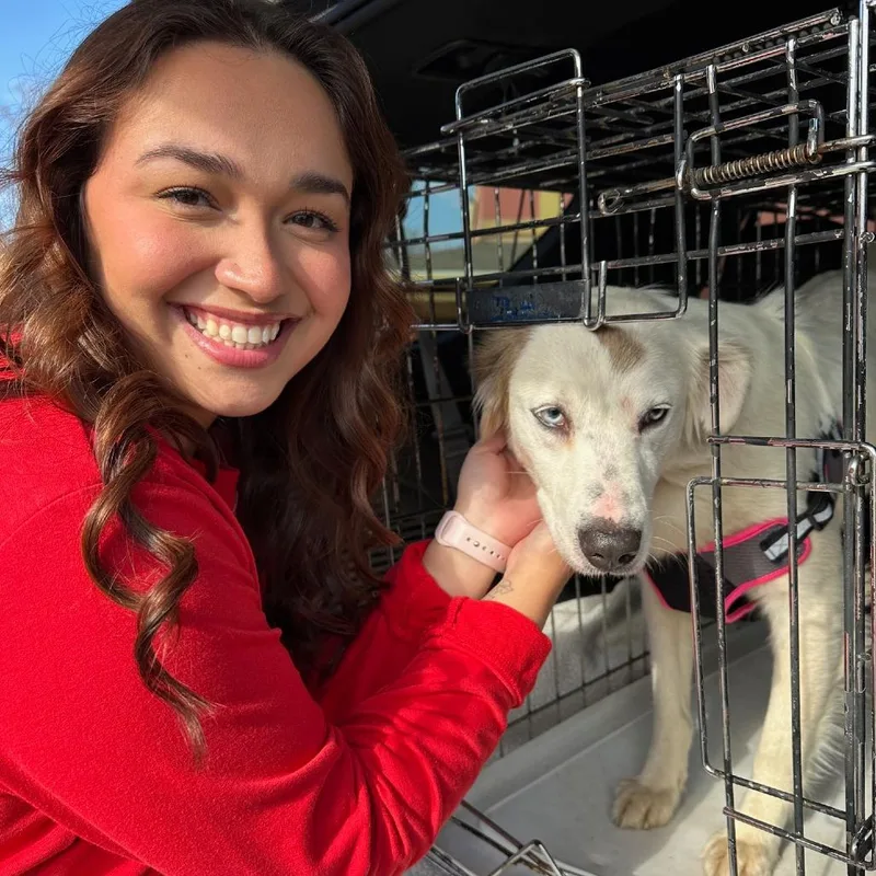An adult medium-sized female White / Cream Great Pyrenees dog named Skye Female S for adoption in Natchitoches, LA