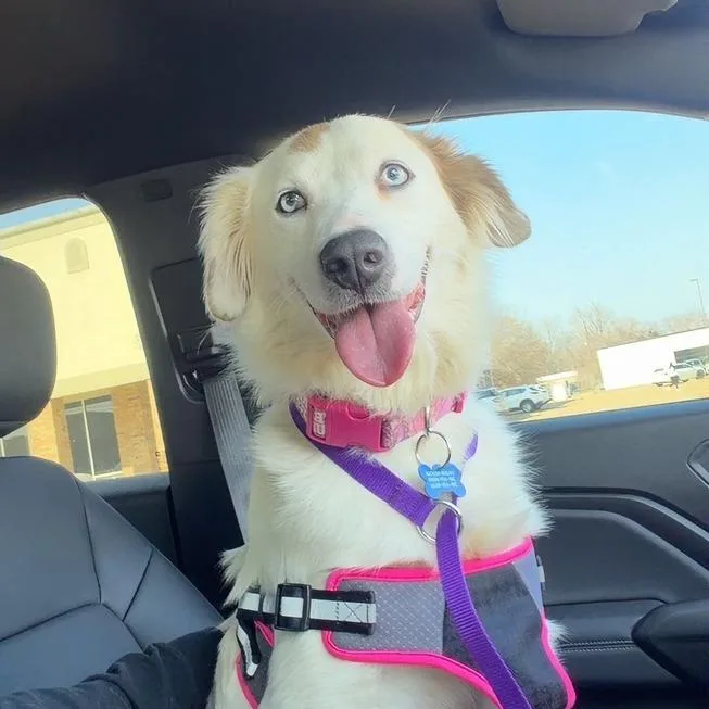 Skye Female S thumbnail 3