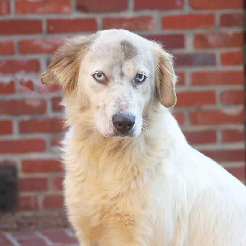 Skye Female S thumbnail 5