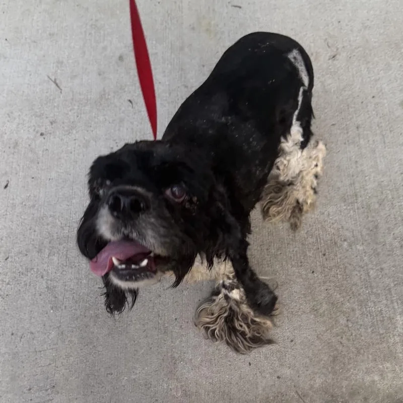 A senior medium-sized male Black Cocker Spaniel dog named Billy for adoption in Baton Rouge, LA