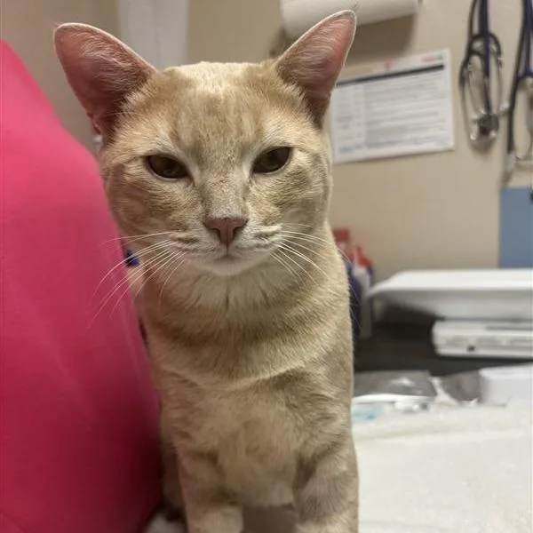 An adult large-sized male Buff / Tan / Fawn Domestic Short Hair cat named Angelo for adoption in Tempe, AZ