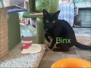 A baby small-sized male Black Domestic Short Hair cat named Binx for adoption in Breinigsville, PA