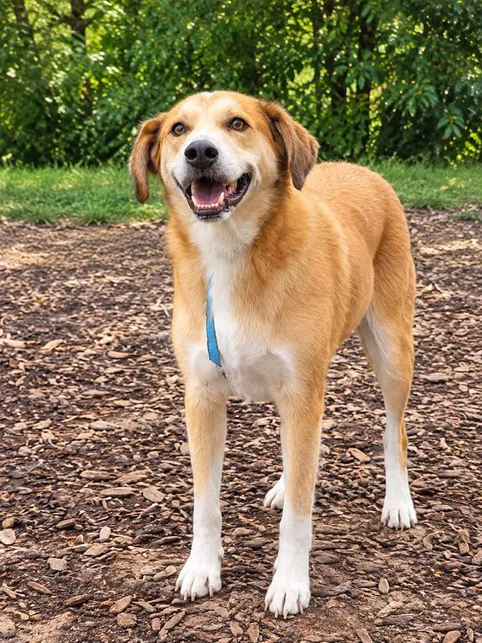 An adult medium-sized male Yellow / Tan / Blond / Fawn Australian Shepherd dog named Bandit for adoption in Ringwood, NJ
