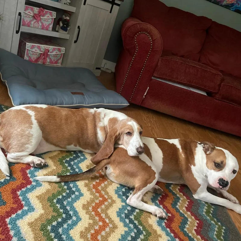 A senior small-sized male American Bulldog dog named Archie for adoption in Bristol, IN