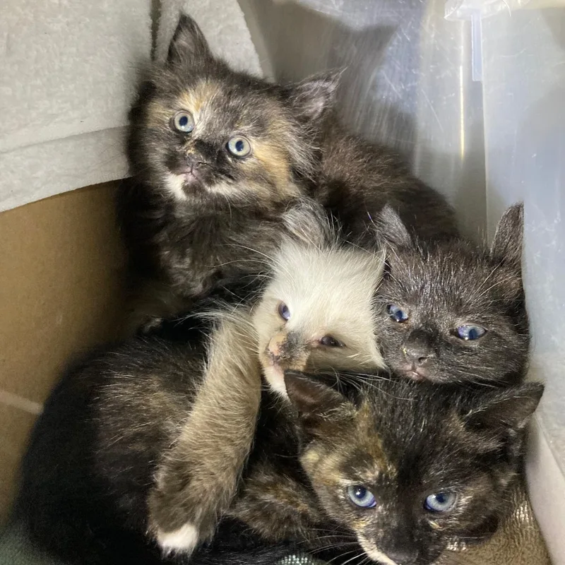A baby medium-sized female Seal Point Domestic Medium Hair cat named Onyx's Litter Of for adoption in Watkinsville, GA