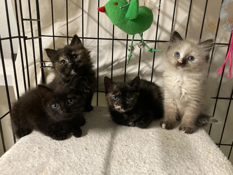 Onyx's Litter Of thumbnail 2
