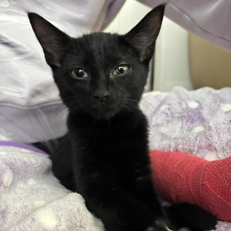 A baby small-sized female Black Domestic Short Hair cat named Ryder for adoption in Long Island City, NY