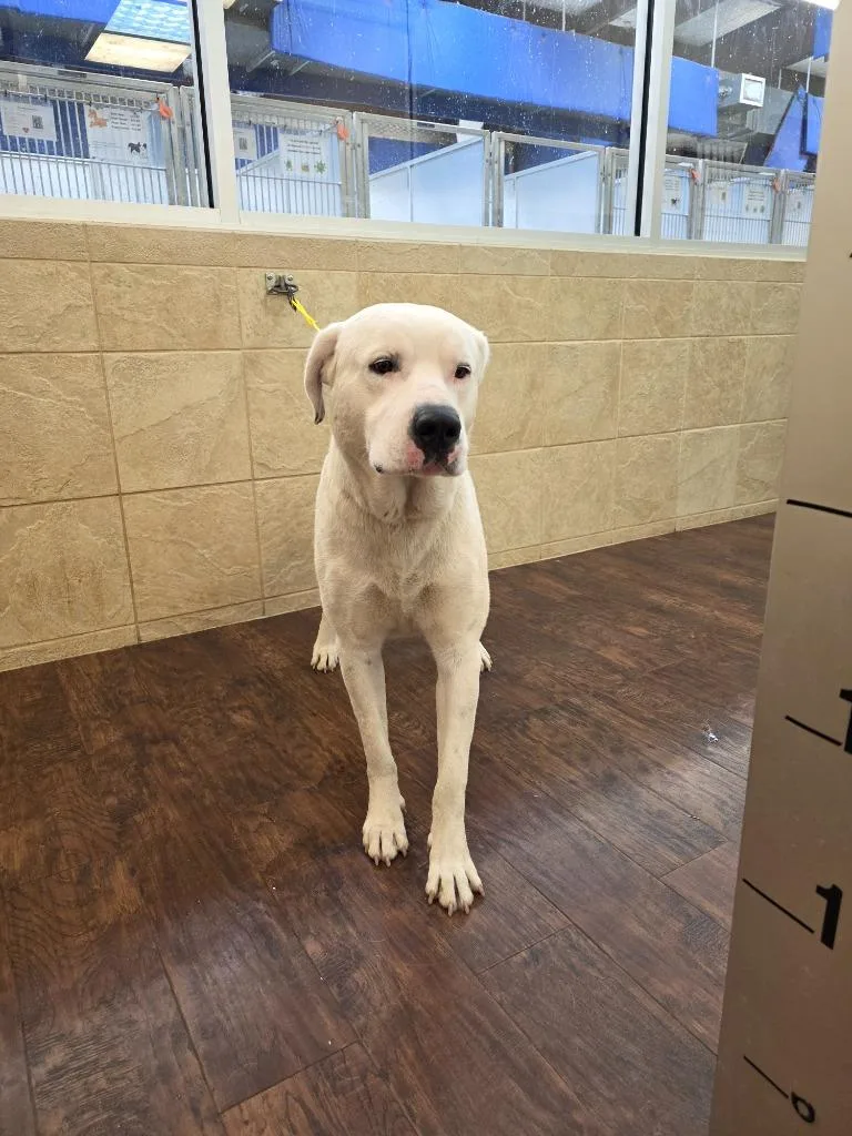 A young large-sized male Pit Bull Terrier dog named Dog Kennel for adoption in Greenville, TX