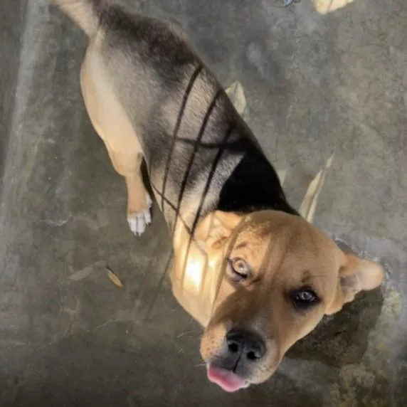 A young medium-sized female Pit Bull Terrier dog named Angie for adoption in Los Angeles, CA