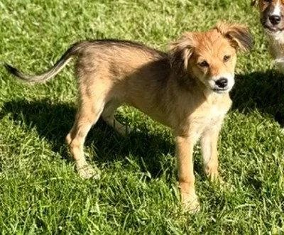 A baby medium-sized female Australian Shepherd dog named Kiwi for adoption in North Prairie, WI