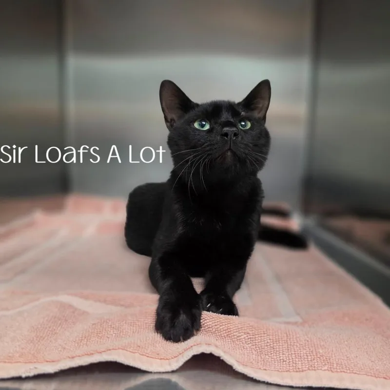 An adult medium-sized male Domestic Short Hair cat named Sir Loafs A Lot for adoption in Parkersburg, WV
