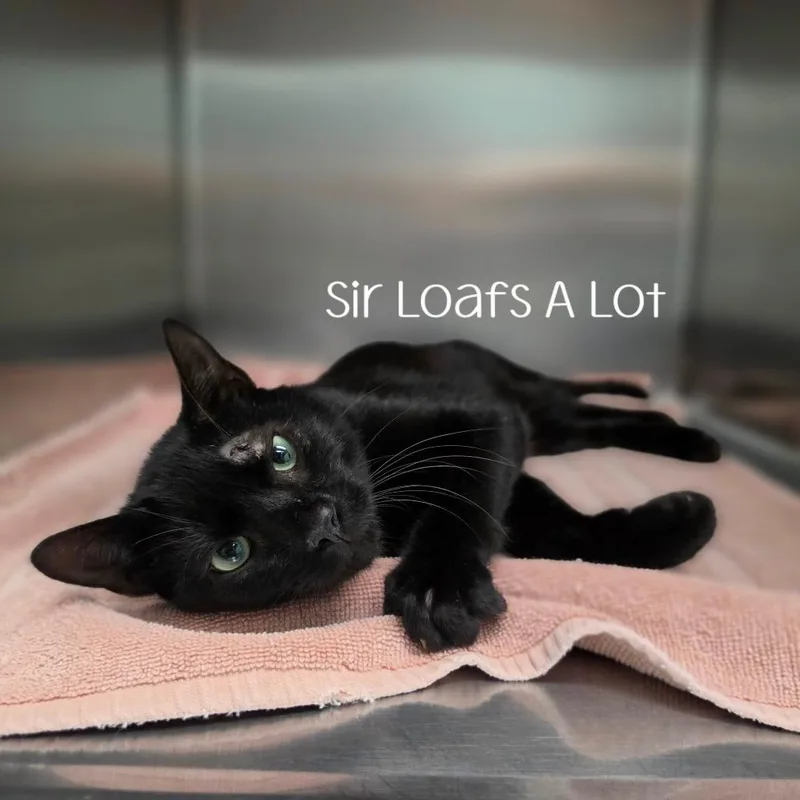 Sir Loafs A Lot thumbnail 2
