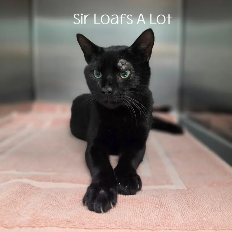 Sir Loafs A Lot thumbnail 3