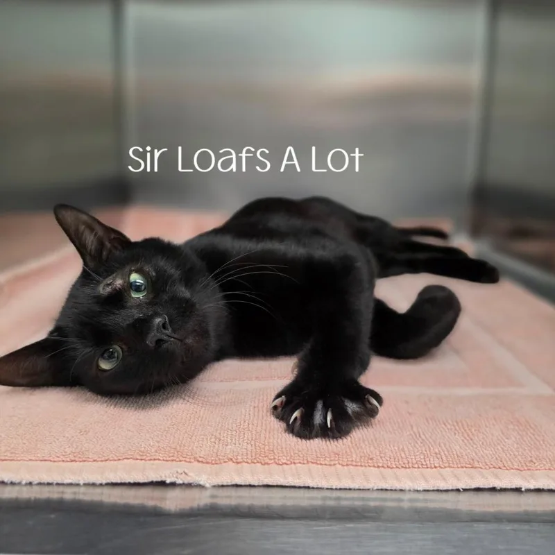 Sir Loafs A Lot thumbnail 4