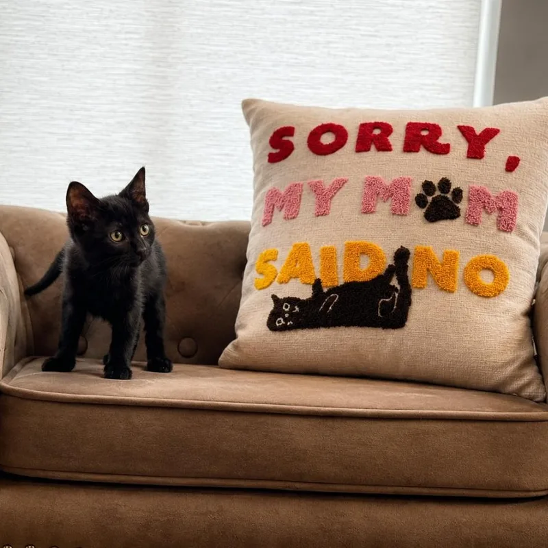 A baby medium-sized female Black Domestic Short Hair cat named Ginger for adoption in Houston, TX