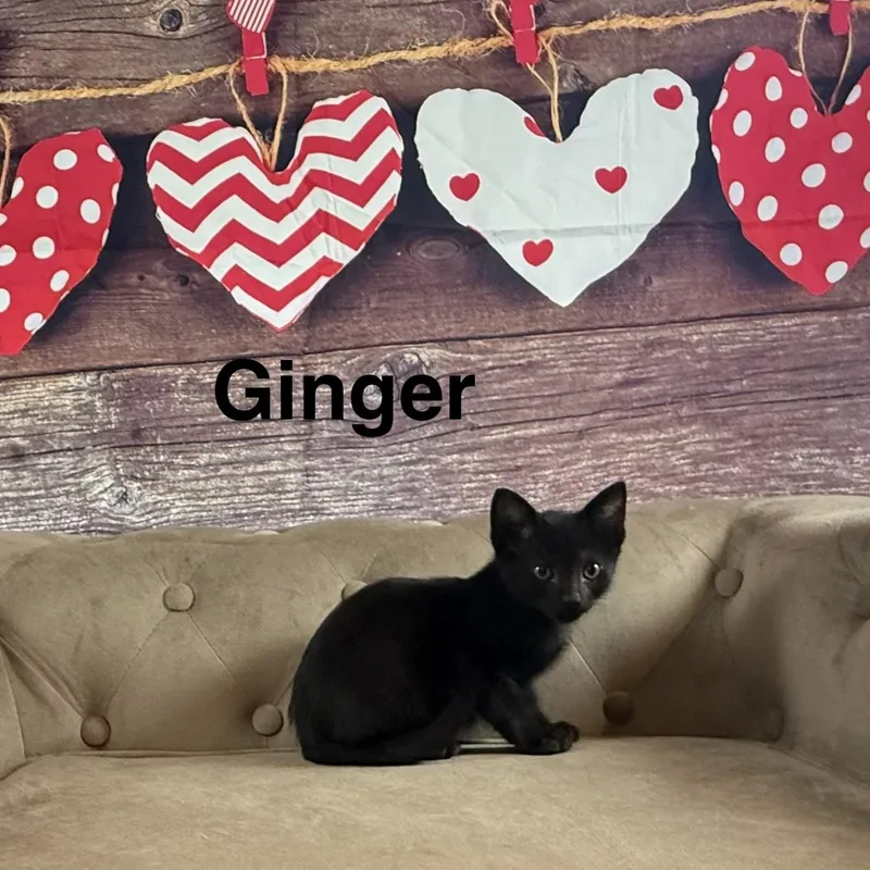 Ginger thumbnail 2