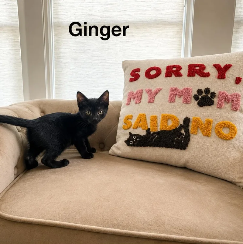 Ginger thumbnail 4