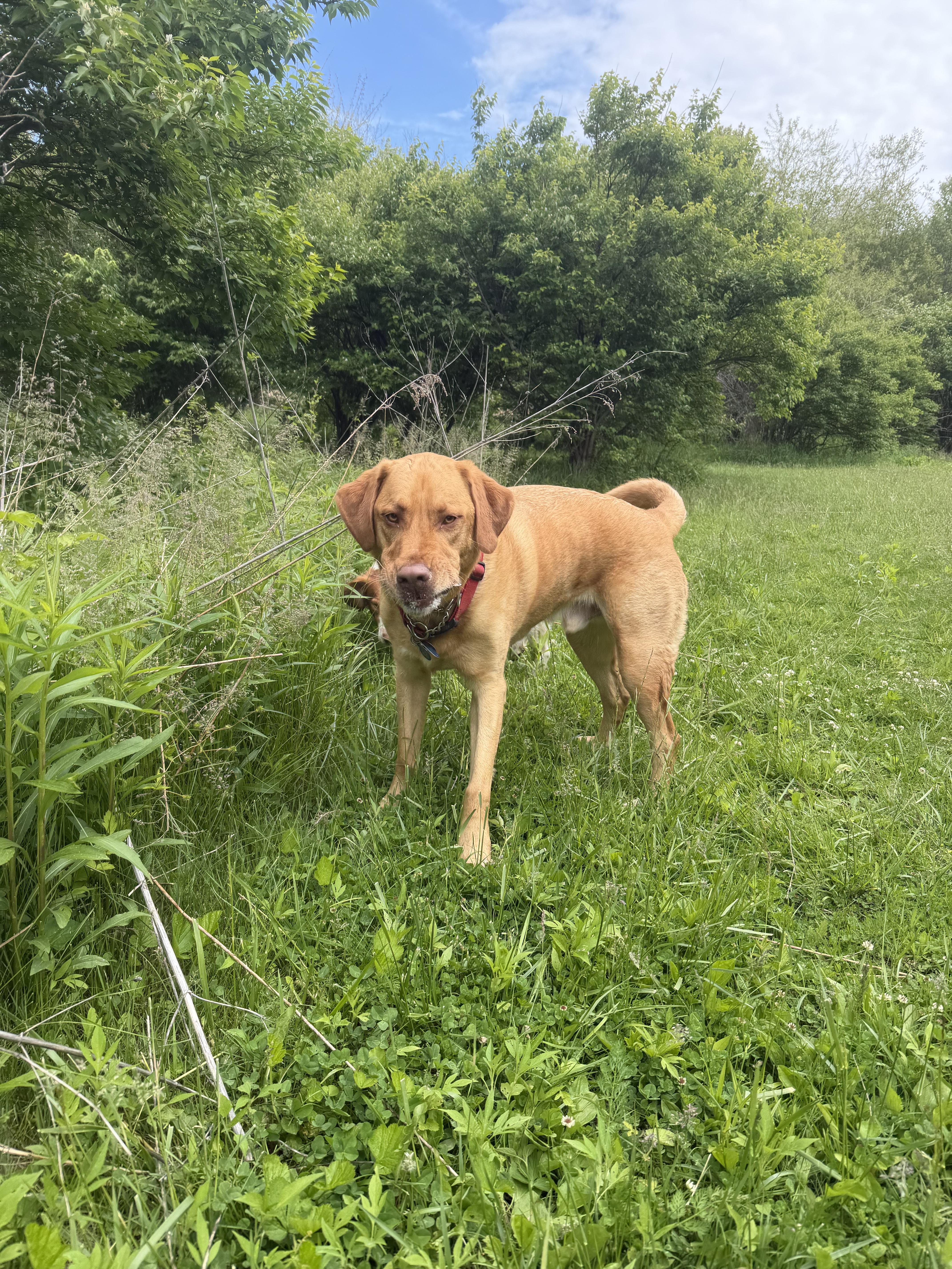 Elliott
