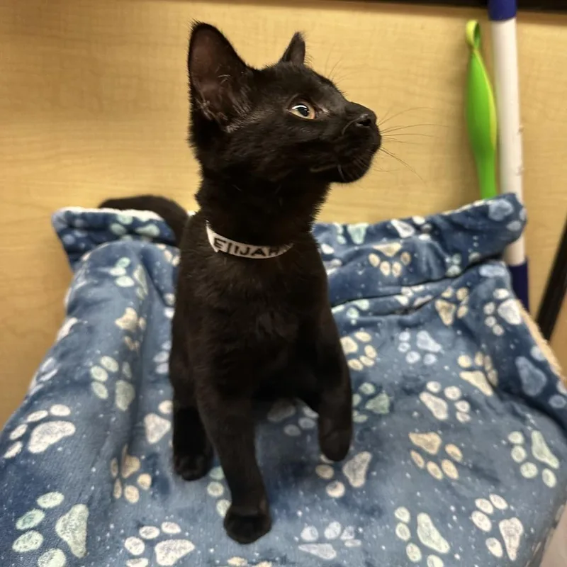 A baby small-sized male Black Domestic Short Hair cat named Elijah for adoption in Panama City Beach, FL