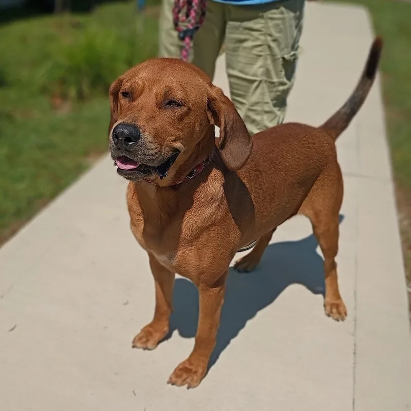 An adult medium-sized male Redbone Coonhound dog named Red for adoption in Maynardville, TN