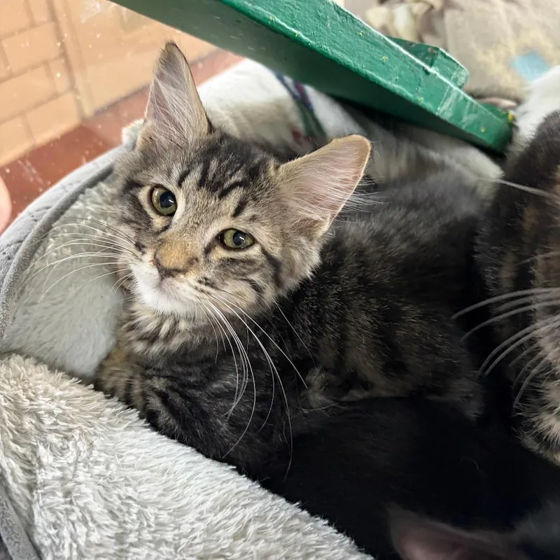 A baby small-sized male Brown / Chocolate Domestic Medium Hair cat named Mitch for adoption in West Point, MS