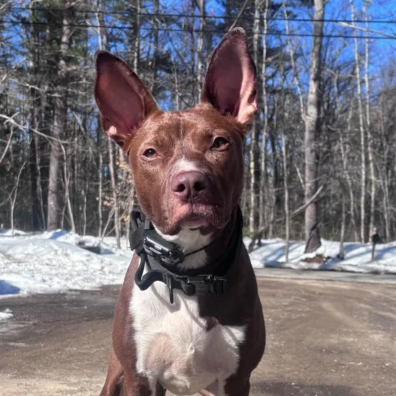 An adult medium-sized female Pit Bull Terrier dog named Betty for adoption in Portland, ME