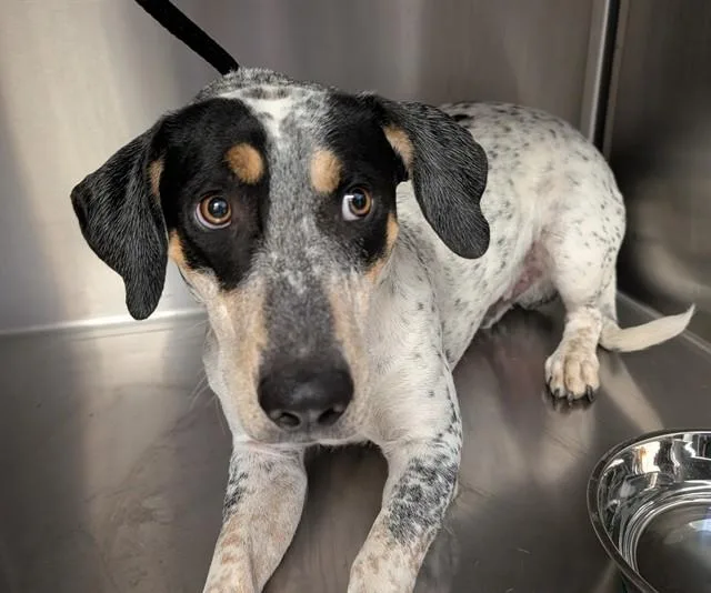 An adult medium-sized male German Shorthaired Pointer dog named Pistachio for adoption in Tucson, AZ