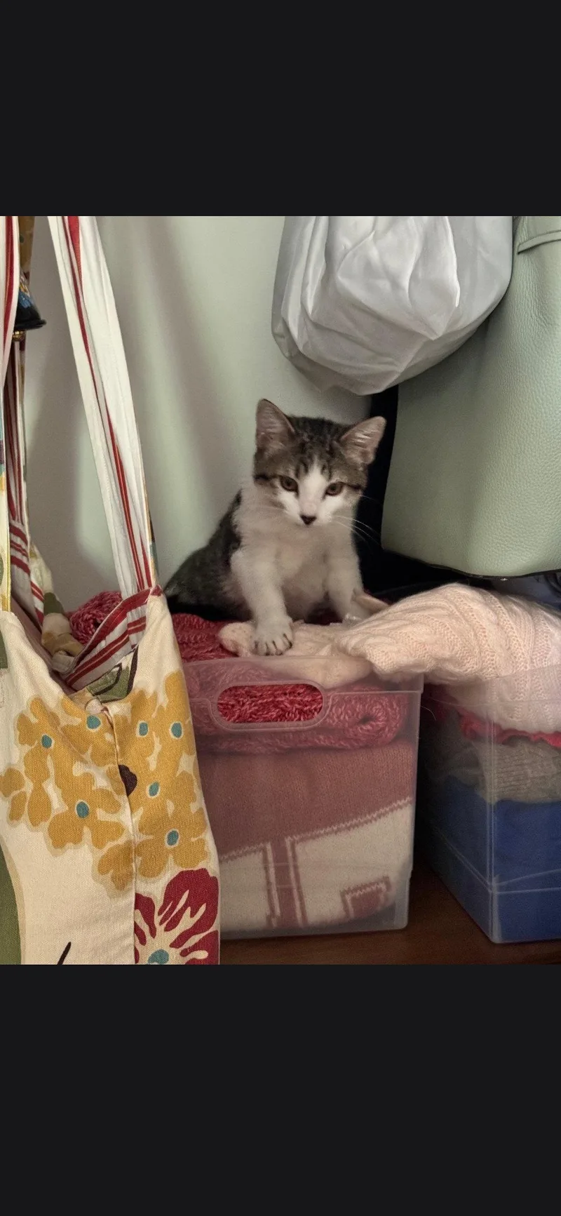 A young medium-sized male Domestic Short Hair cat named Walker for adoption in Saint Ann, MO
